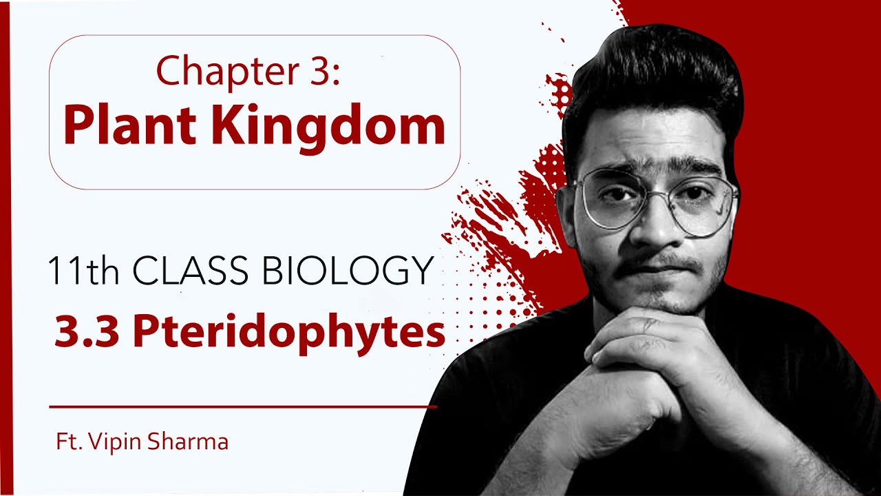 Topic 3.3 Pteridophytes (Horsetails & Ferns) | Plant Kingdom-11th Class Biology | Handwritten Notes