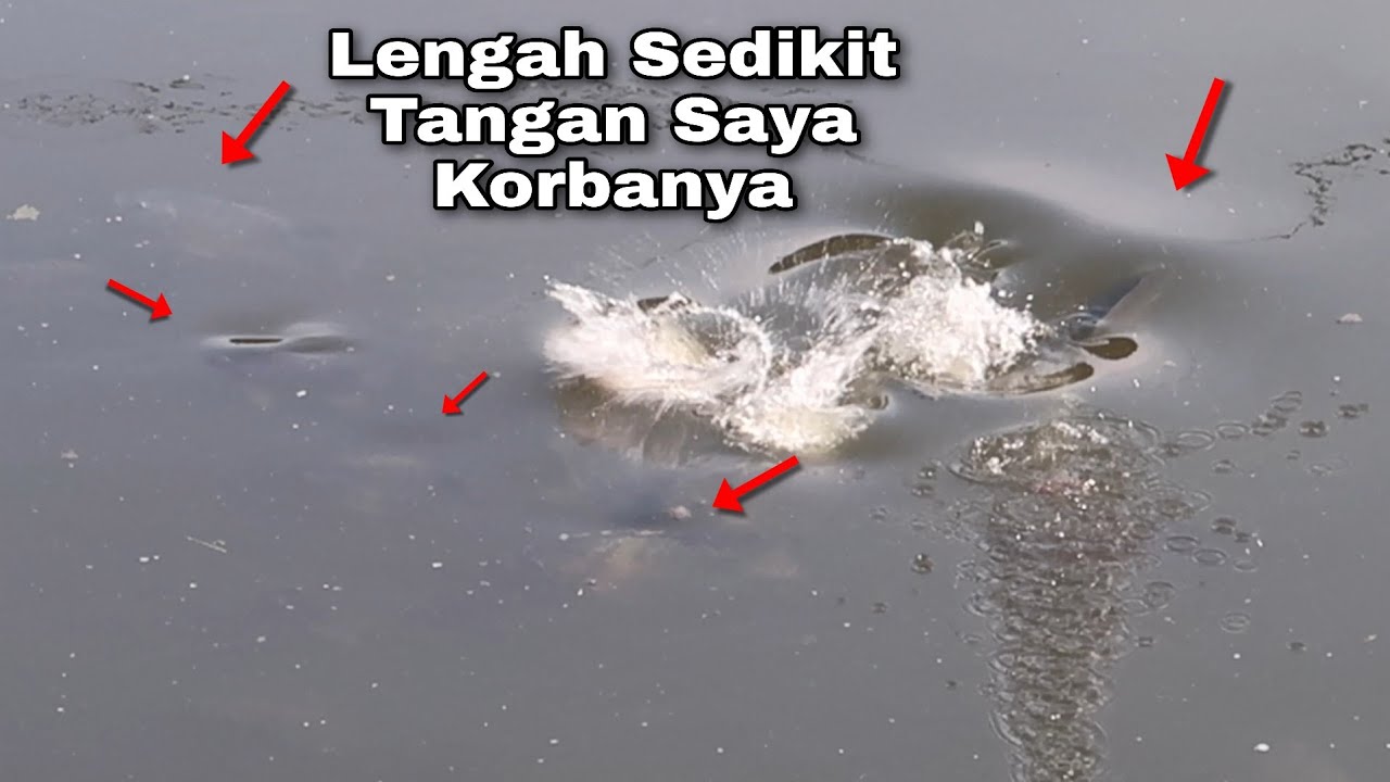 Tragedi Ketapel Ikan Di sarang Ikan Lengah sedikit Tangan Taruhanya || Can Kevin Adventure eps #121