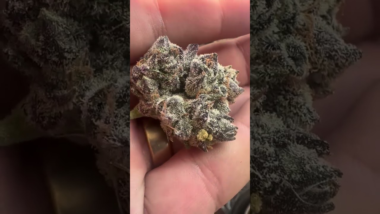 Fresh frozen → Cryo-Trim® → lyophilization → Crop-to-Cure® in 24 hours → premium Live Dried flower