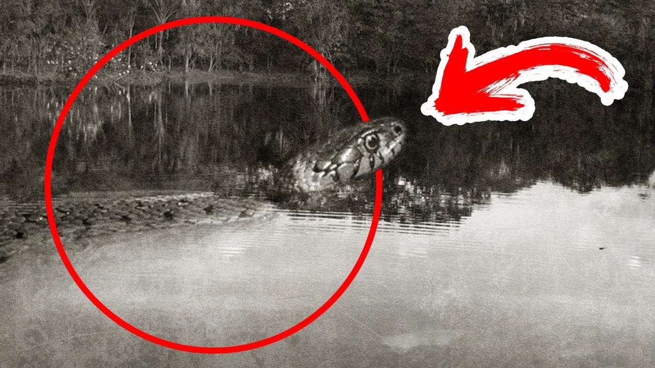 YACUMAMA: La serpiente GIGANTE | ¿REALMENTE EXISTE? | Viranimals