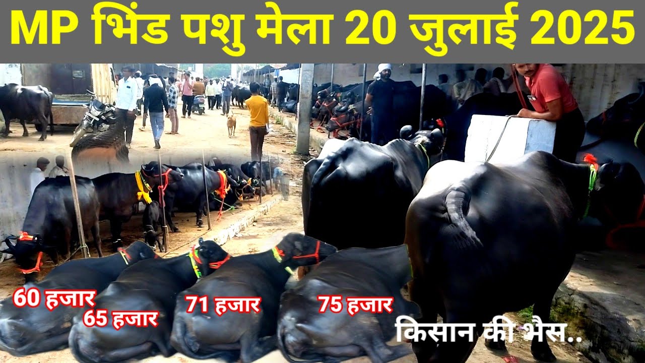 20 july 2025 | bhind Pashu Mela  | Pashu Mandi 
