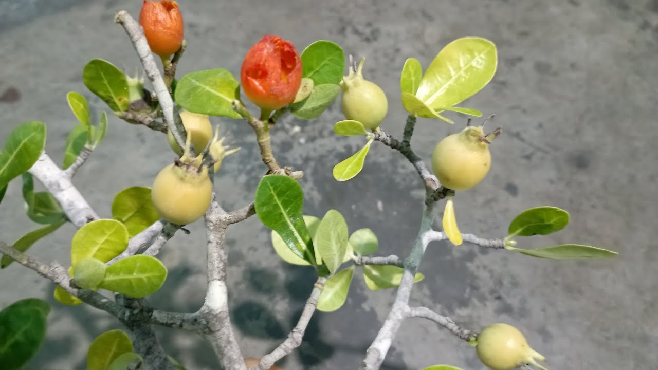 đã bán m905 chưng chim trái đẹp gl ae 200k lh 0368502078