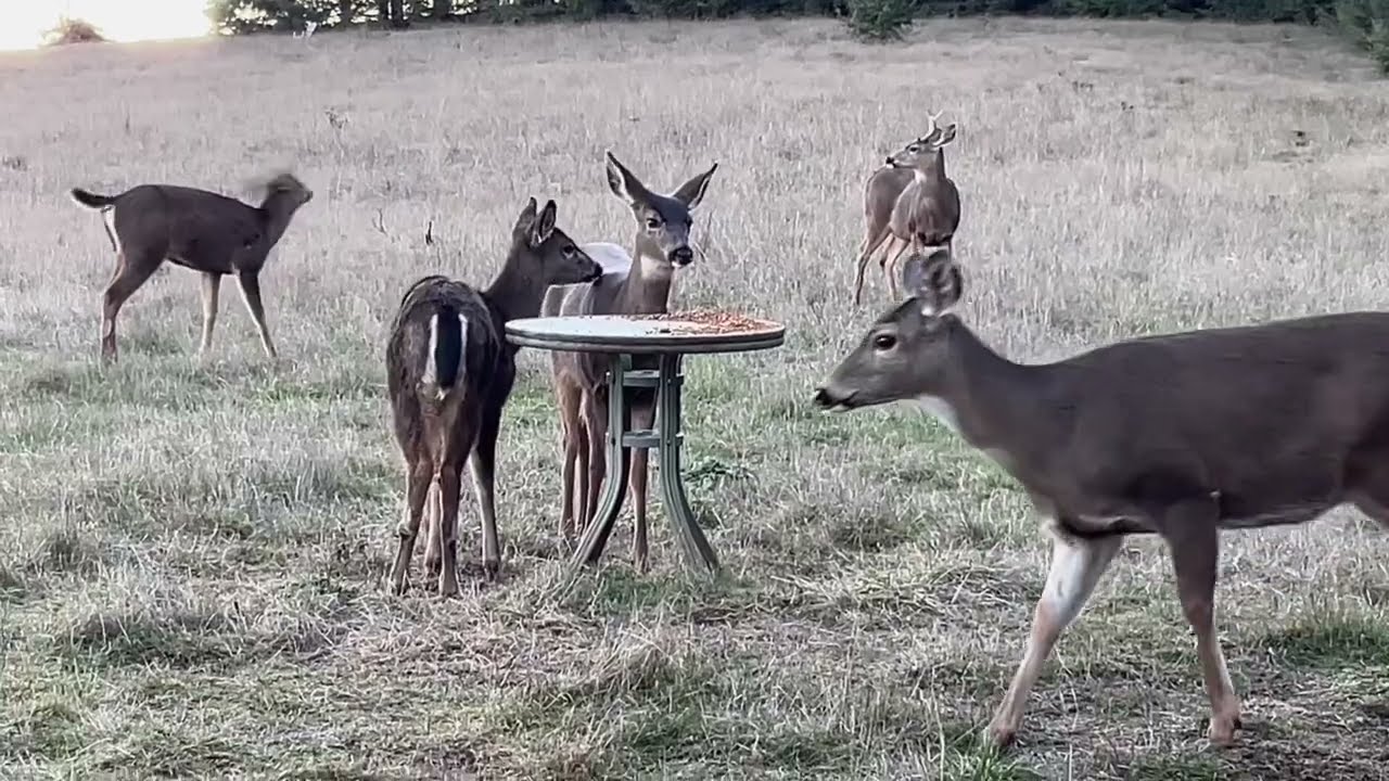 Deer Family 🦌 Our Family and the Alt Family