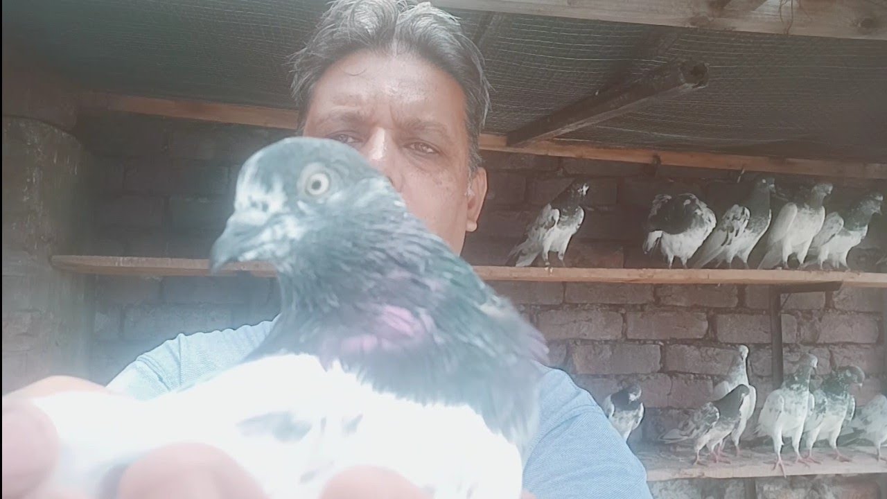 Pigeons..kabootar boot nahi daltaa