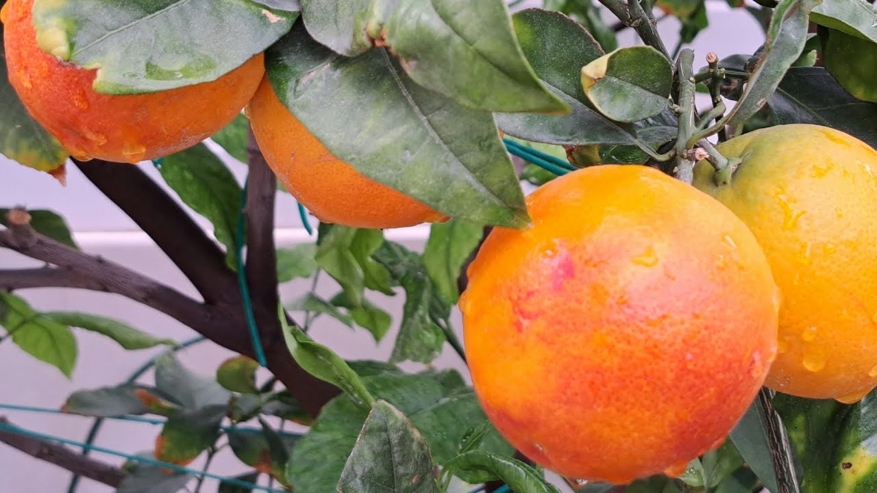 🍊 Апельсины с дерева в Январе. Кара-кара, Сангвинелли, Яфитика, Мерлин.