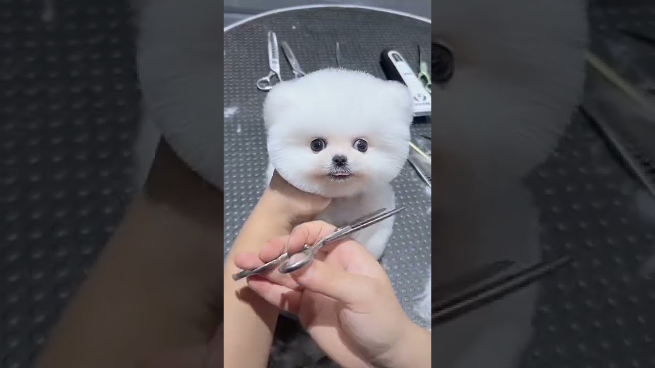 Mini Pomeranian Dog - Funny And Cute  Pomeranian Videos | Funny Puppy Videos #7