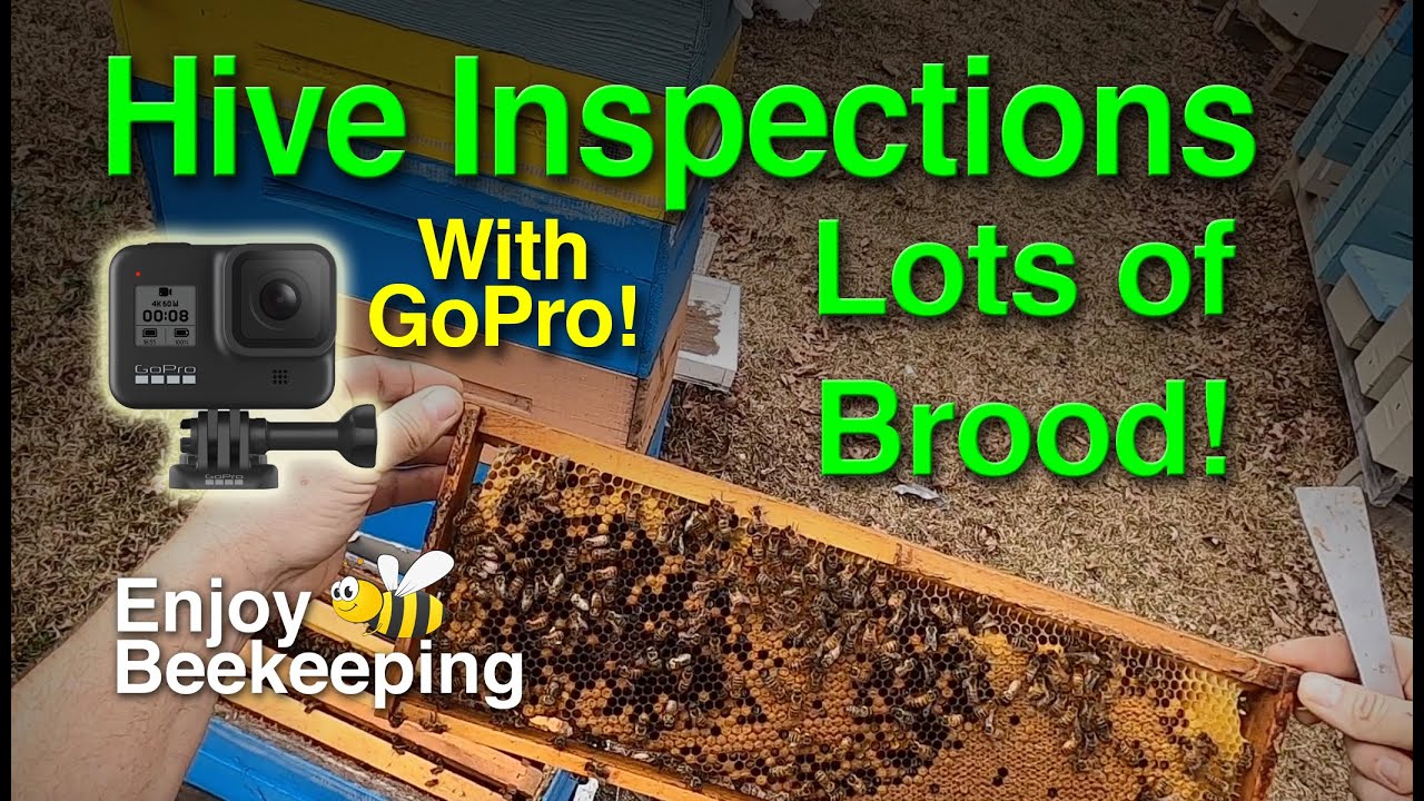 GoPro Hive Inspection - Lots of Brood! 03-11-21