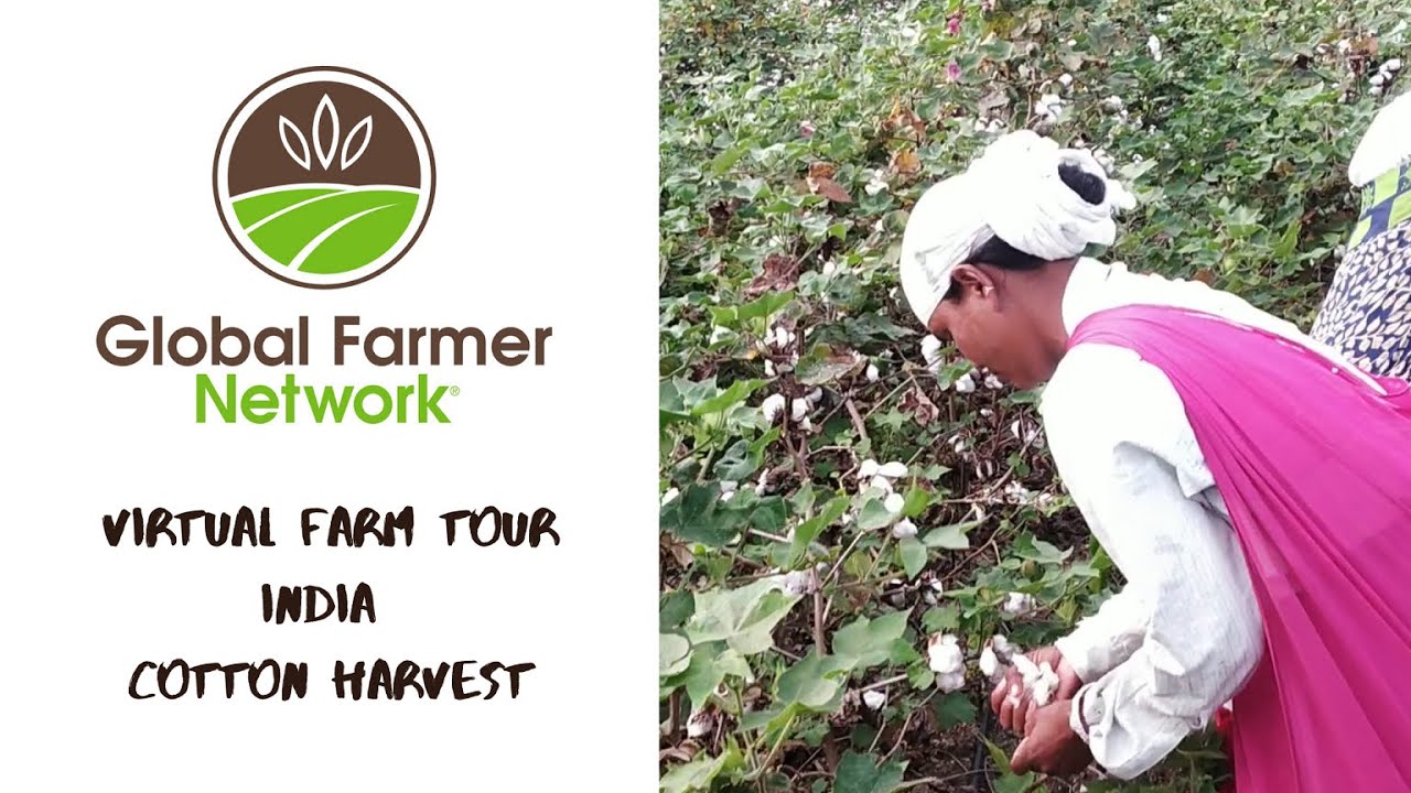 Prakash Puppalwar India VFT Cotton Harvest