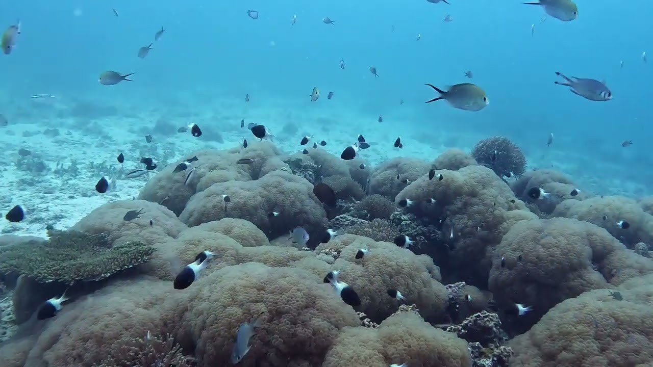 Zanzibar Sud  Day 3 and Night Dive