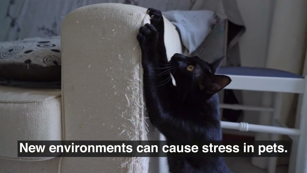 Calming Pheromone Spray & Scratch Repellent for Cats