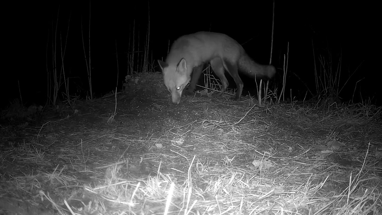 Trail Cam - Fox