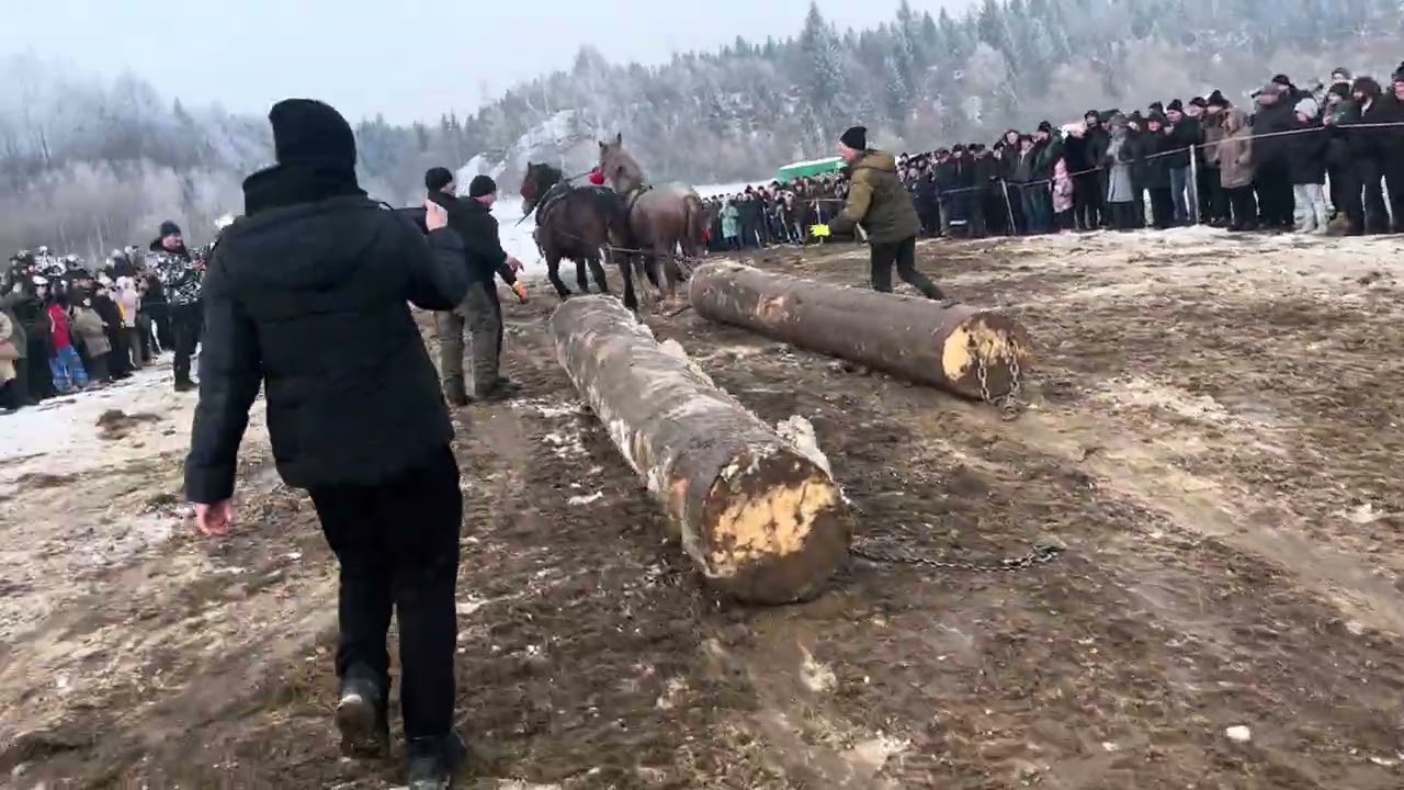 Коні Бойківщини/кінні змагання 