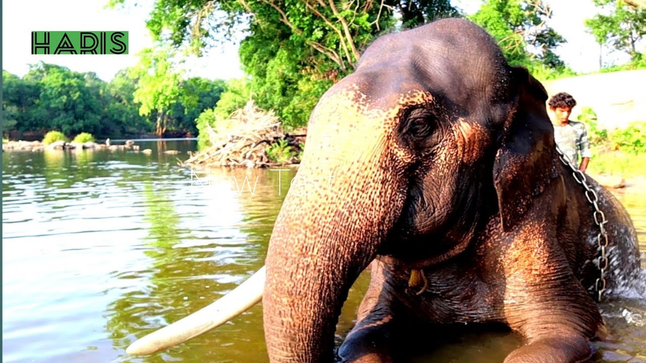 Mysore Dasara Elephant of Dubare Elephant Camp(2019) || Mysore tourism  || Coorg tourism