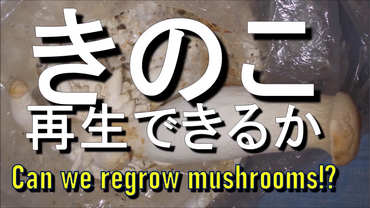 買ってきたキノコの再生はできるか　Can we regrow mushrooms?