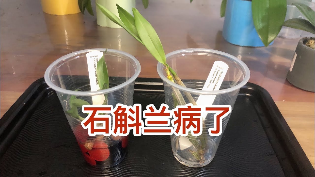 处理叶黄有黑斑的石斛兰