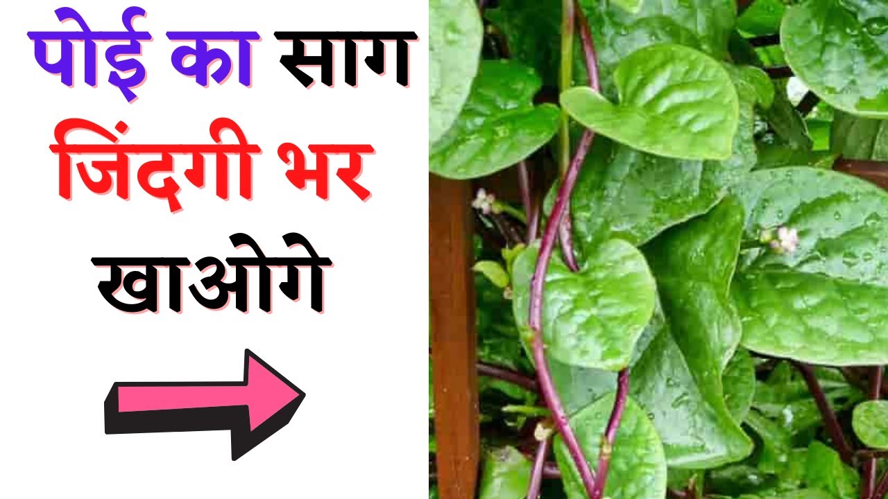 पोई का साग जरूर खाओगे जब ये जानोगे | Health Benefits Of Eating Malabar Spinach | Poi Saag Ke Fayde