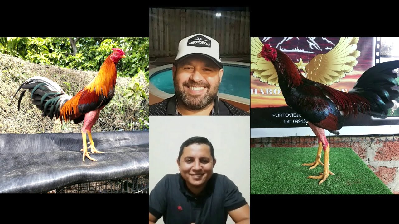 Hablemos de Gallos Orientales con Dury Fernández "La Victoria"🇨🇺 y Harold Aguirre "Galleria Piman"🇪🇨