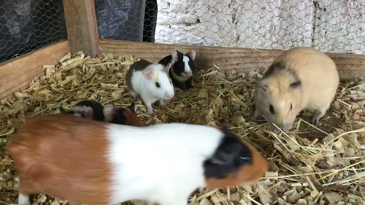 COMO CUIDAR DO FILHOTES PORQUINHO DA ÍNDIA? O que fazer ?