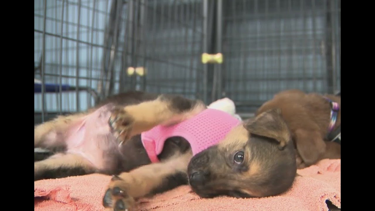 Puppies rescued by Paws of War to be paired with veterans