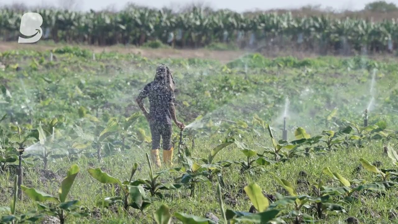 RIEGO POR ASPERSIÓN - BANANO