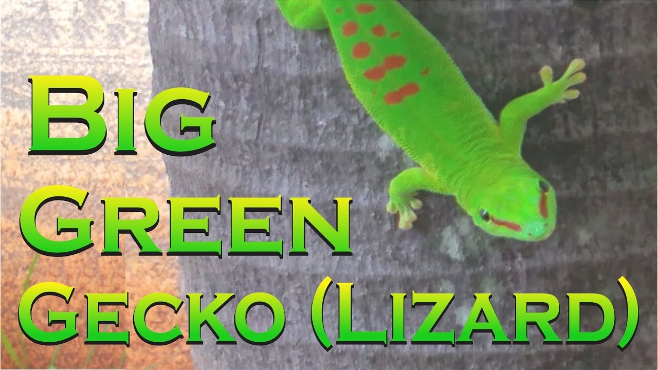 BIG Green Gecko  - Lezard Vert ( Mauritius / Ile Maurice)