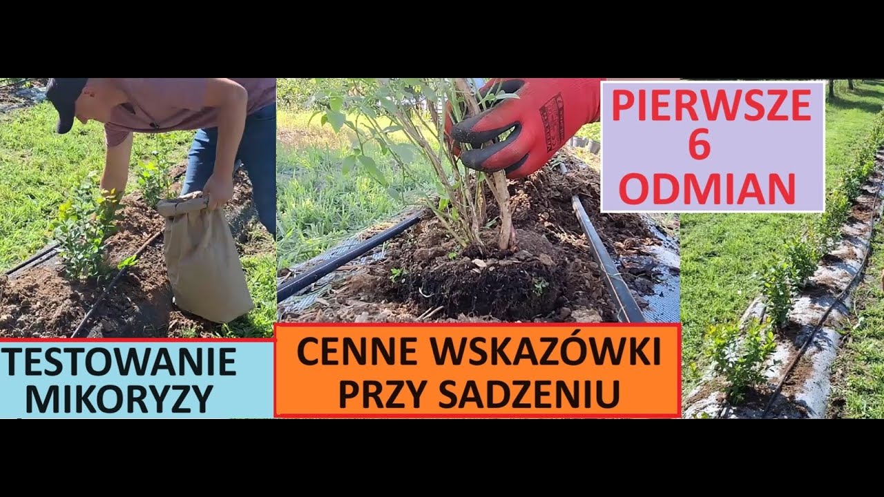 Sadzenie Borówki Plus MIKORYZA !! Cenne Wskazówki Jak Osiągnąć Dobre Efekty w Uprawie Borówki