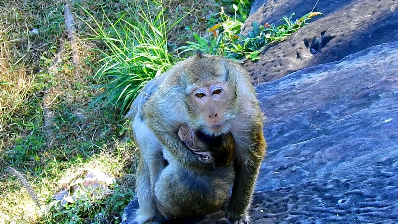 OMG!! Very big baby monkey still needs nursing from mom