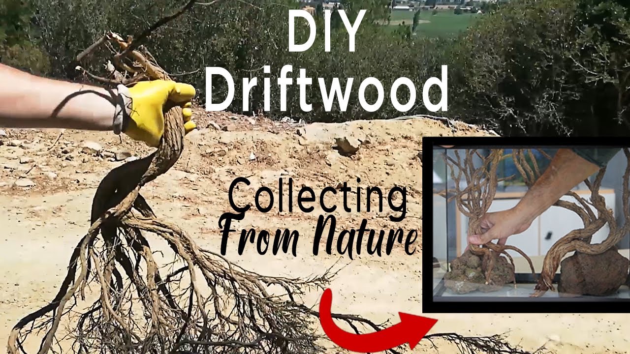 Collecting Driftwood For Aquarium - DIY Wood From Nature
