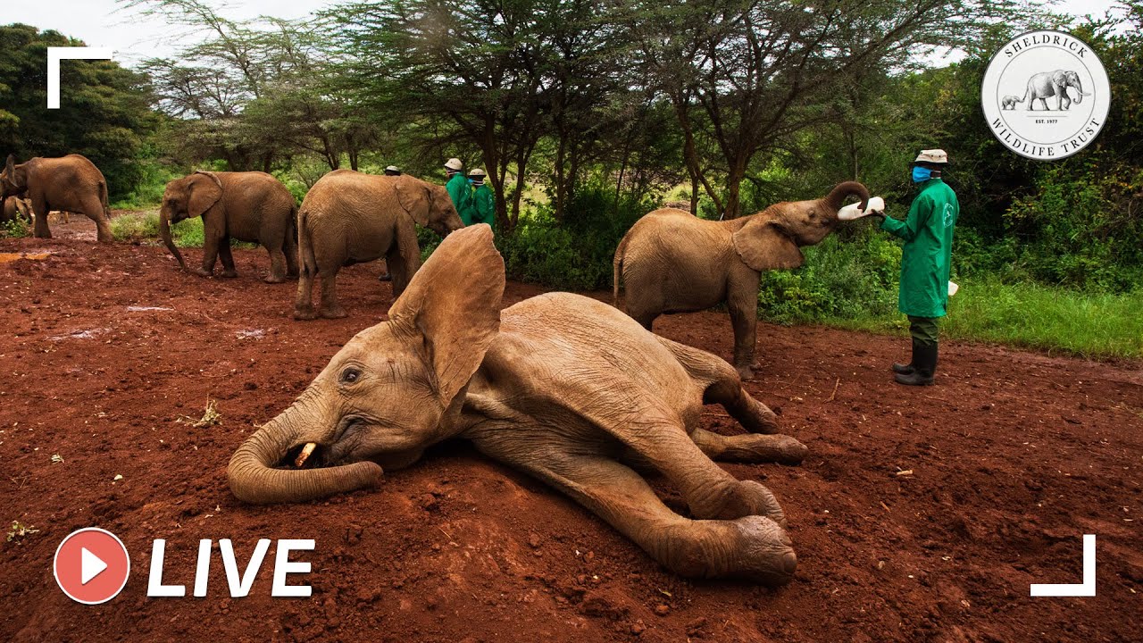 Sheldrick Trust Nairobi Elephant Nursery milk feed: 4th May 2020 | Sheldrick Trust