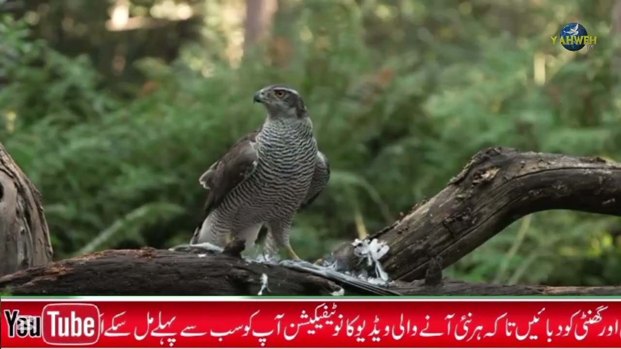 Zaboor 143 ( Part 2 version 2) suni ai YAHOWA tu meri ai dua nu #psalm