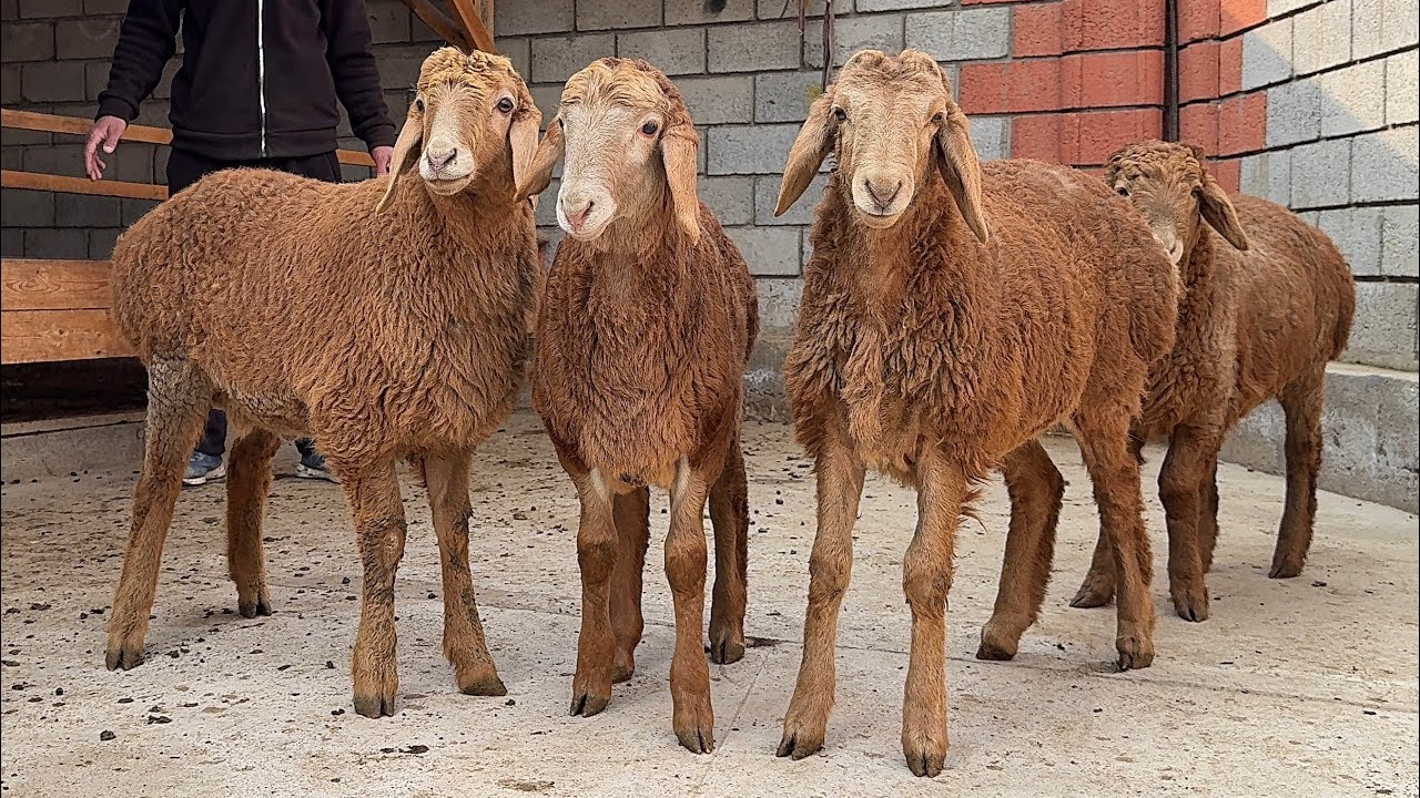 2 MLN DAN BARRA QOZILAR VA 80 KG KATTA QOCHQORLAR KELDI SHOK 😱