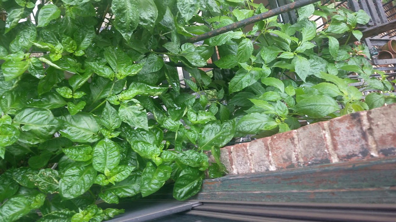 GroBucket update from above