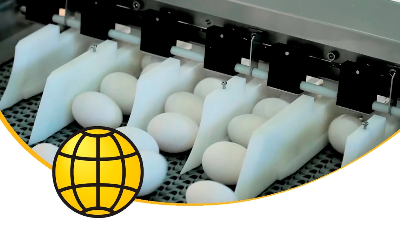 HatchPerformance - Egg Packer & Egg Grader - 28,000 eggs/hour - Carefull treatment of hatching eggs