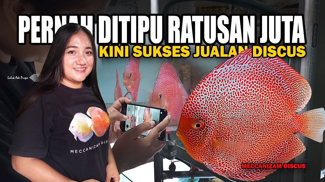 PERNAH DITIPU RATUSAN JUTA, IBU 3 ANAK INI KINI SUKSES JUALAN IKAN DISCUS | MECCANIZAM DISCUS