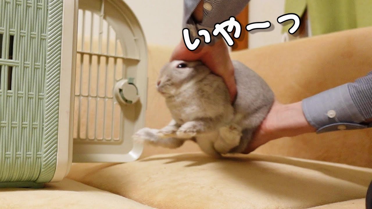 絶対にキャリーに入りたくないウサギさんVS今日中に爪切りに連れていかねばならない飼い主