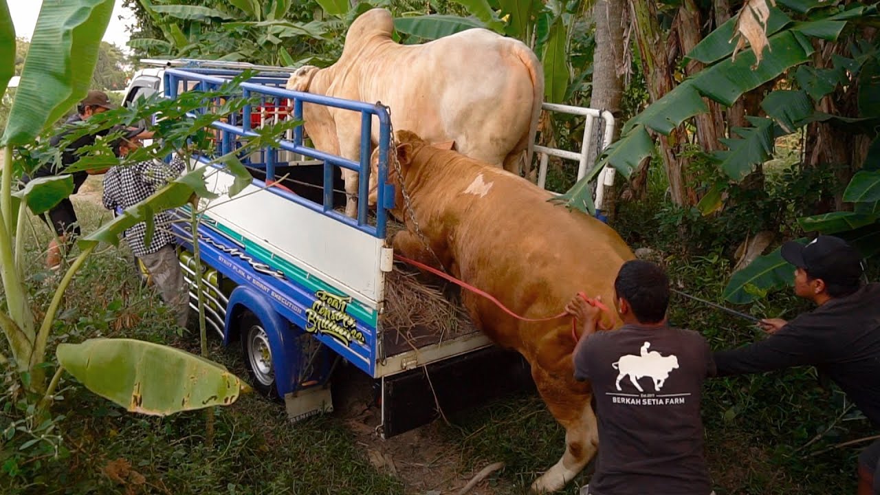 KACAU BANG3T !! 2 SAPI JUMBO BIKIN JEBOL TEMPAT PENURUNAN :D