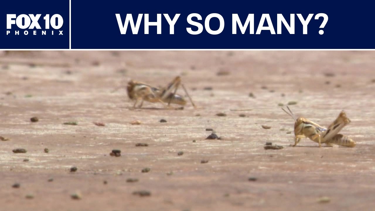 Почему сейчас так много кузнечиков? | FOX 10 Phoenix