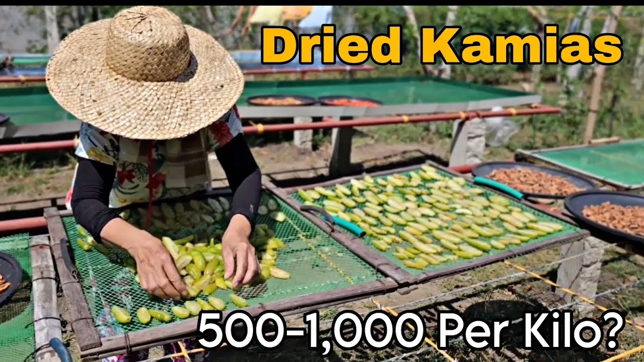 DRIED KAMIAS!!! Pano nga ba gawin at ifarm? magkano nga ba ang kita???