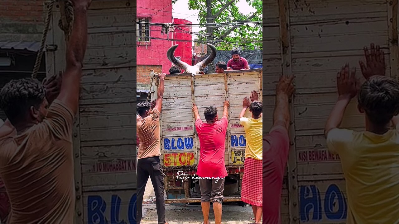 Biggest kankrej OX attack during unloading 2024 #kankarej #kankrej #kankraj #shorts #viral #trending