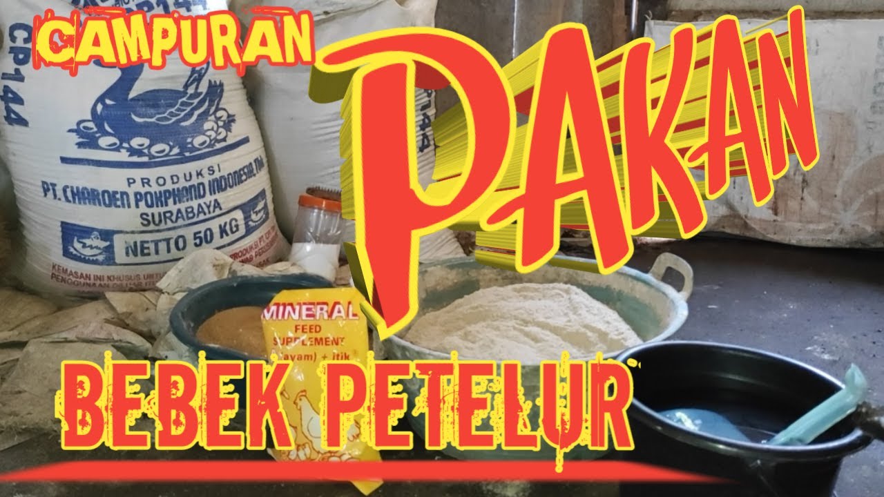CAMPURAN PAKAN BEBEK PETELUR 100 EKOR | PAKAN BEBEK PETELUR | PAKAN BEBEK PETELUR 100 EKOR-unggas