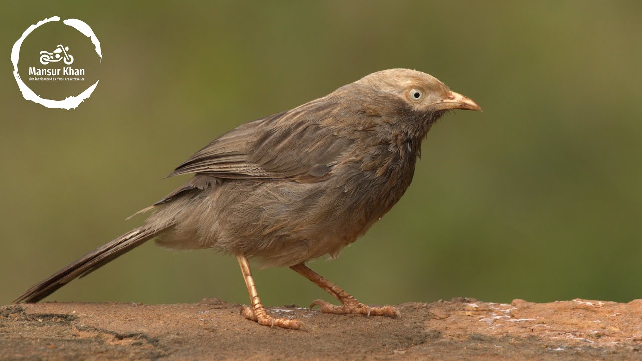 Yellow billed babbler | yellow billed babbler