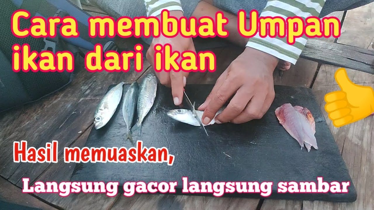 Tutorial | Cara membuat umpan ikan ‼️ mancing dasaran langsung Gacor, langsung sambar @AMFishing2757