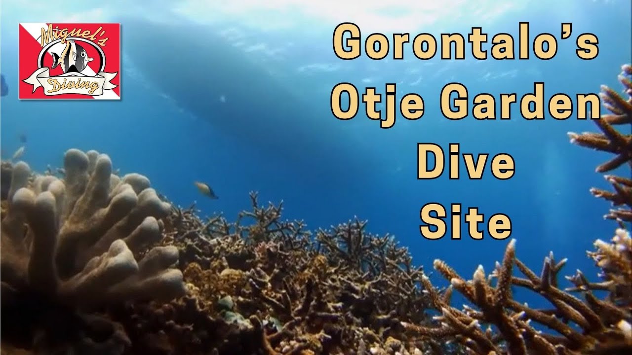 Otje Garden Dive Site in Gorontalo | Scuba Diving Video