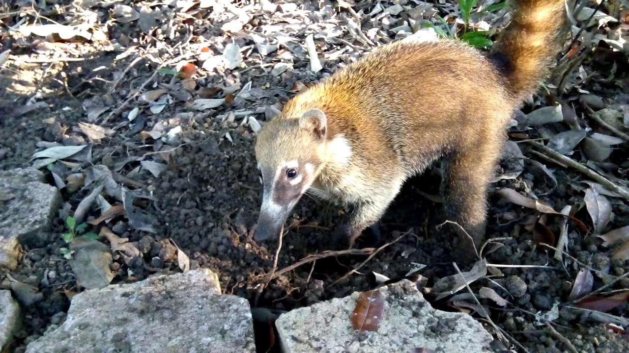 Tejones ( coati )