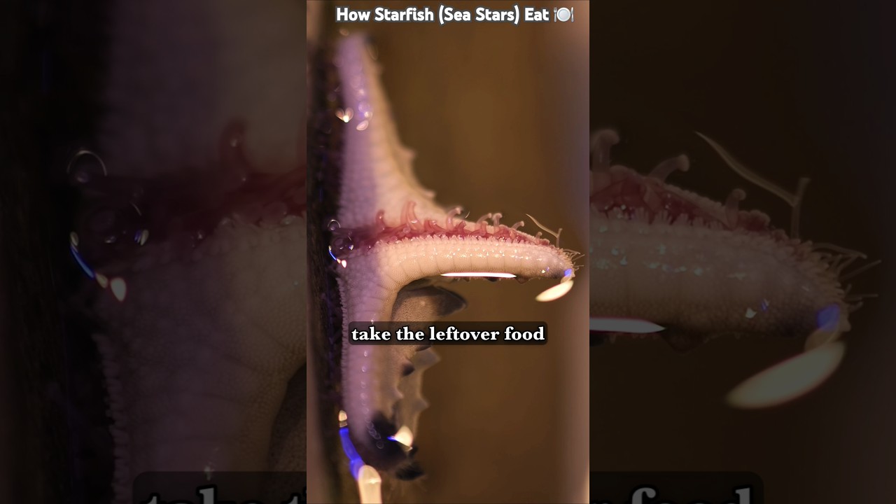 How do starfish eat? #science #biology #oceanlife #marinebiology