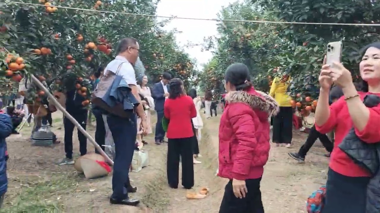 Vườn Cam Xã Hồng Phong Ninh Giang 