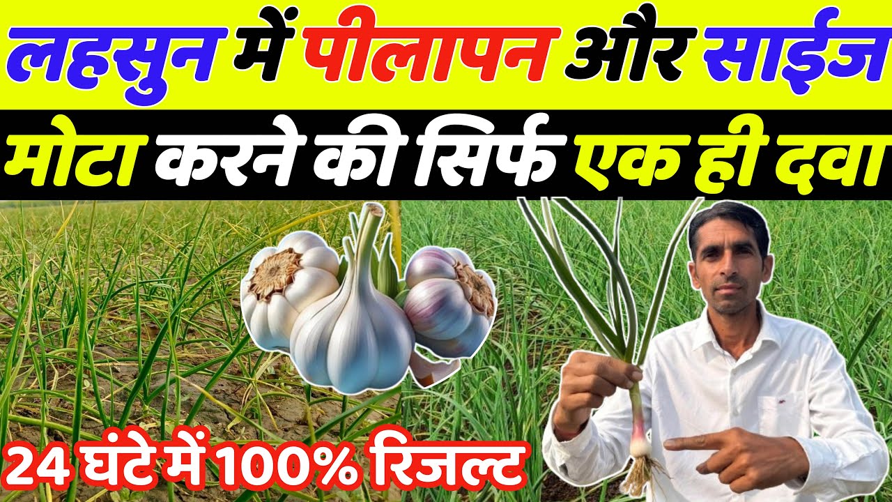 लहसुन में पीलापन दूर और साइज मोटा करने की दवा | Lahsun me pilapan | Lahsun ki kheti | Lahsun ka size
