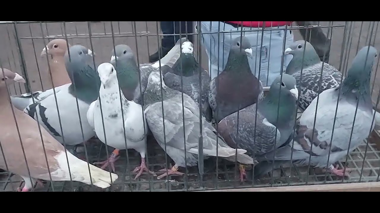 GOŁĘBIE💥TARG RYNEK BARDZO DUŻY W ELBLĄGU 🙉DAWNO TAKIEGO NIE BYŁO 🥳👌🥳ZAPRASZAM NA FILM 🫠💪💪💪