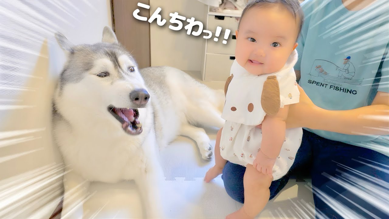 ０歳児が歩いて愛犬に近づいてみたら...笑