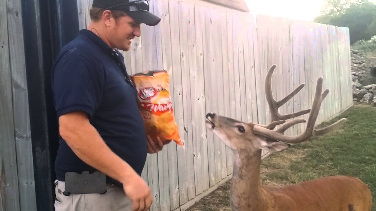 Robert and Walter feeding deer